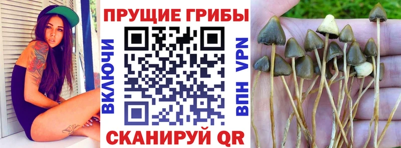 Галлюциногенные грибы Psilocybine cubensis  Купить  Камень-на-Оби 